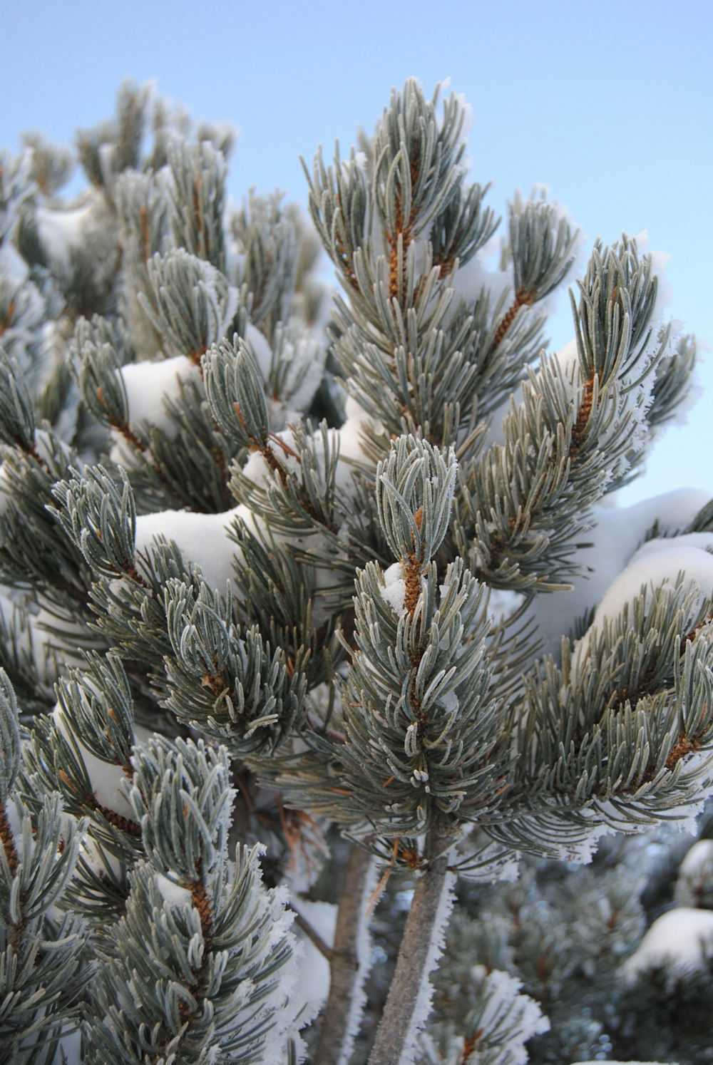 green pine tree