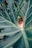 woman peeking over green leaf plant taken at daytime