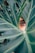 woman peeking over green leaf plant taken at daytime
