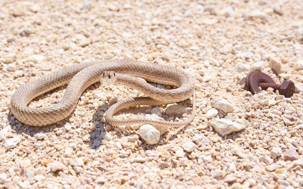 brown snake