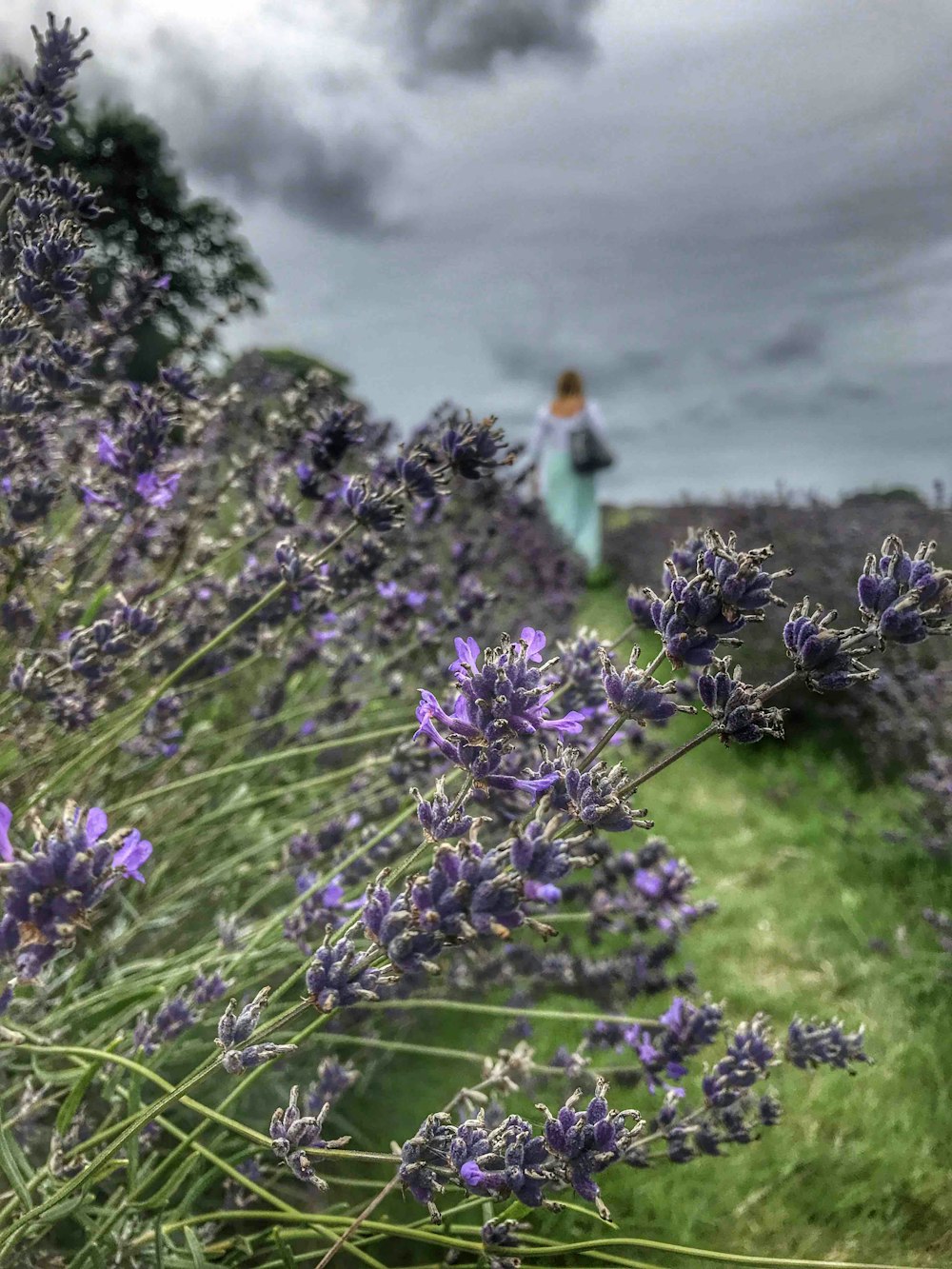 a person walking through a field of lavender flowers