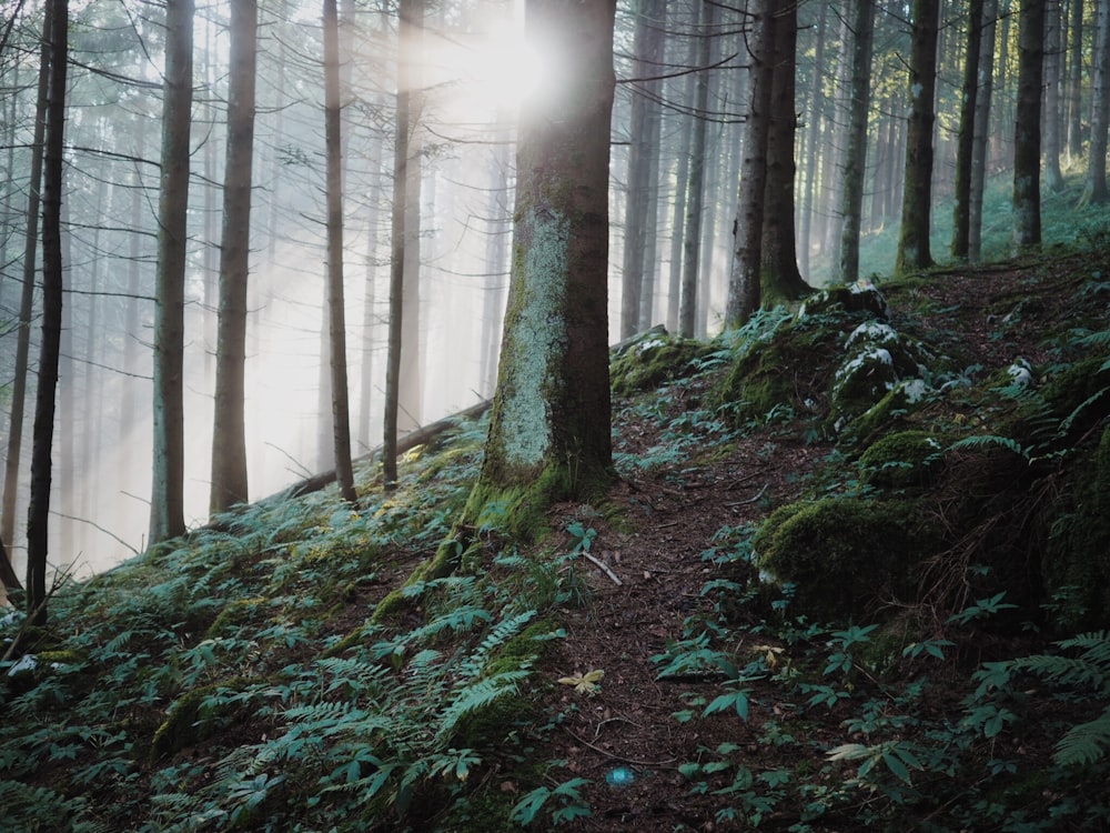 Forêt et lumière du soleil