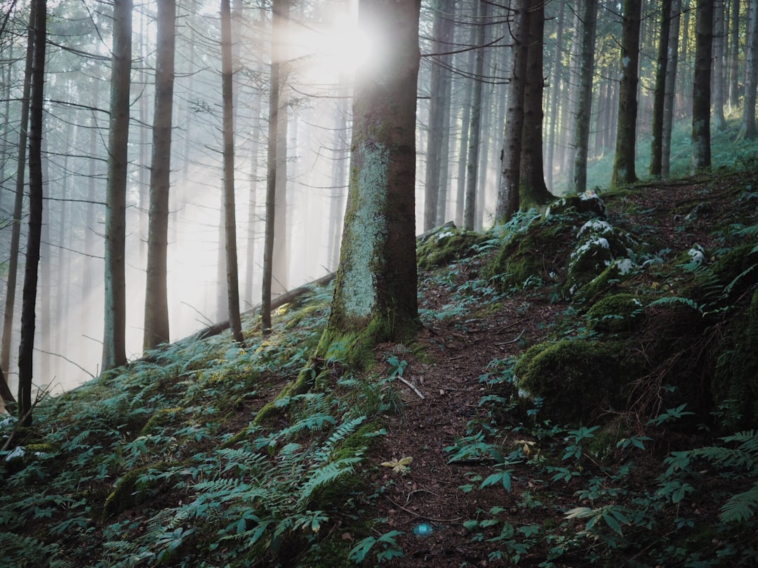 Forest photo spot Bosplans Italy