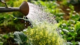 Sunlight filtering through leaves onto a watering can beside vibrant flower beds.