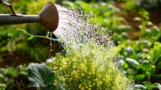 Water cascades from a metal watering can onto vibrant green plants with small yellow flowers. Sunlight catches the water droplets, creating a shimmering effect. The background reveals a lush garden filled with various green foliage.