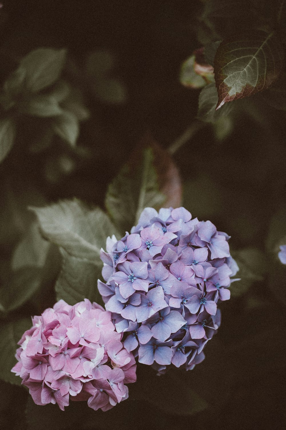 selective focus photography of purple and pink hydrangea flowers