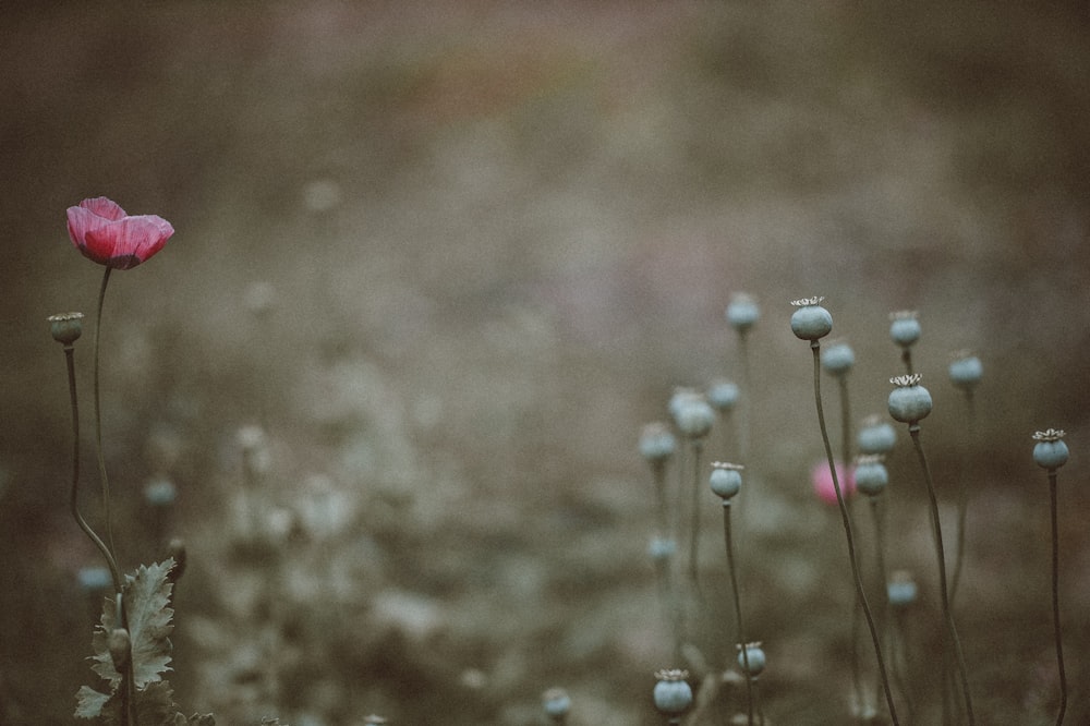 Fotografía de enfoque selectivo de flores de pétalos blancos y rosas