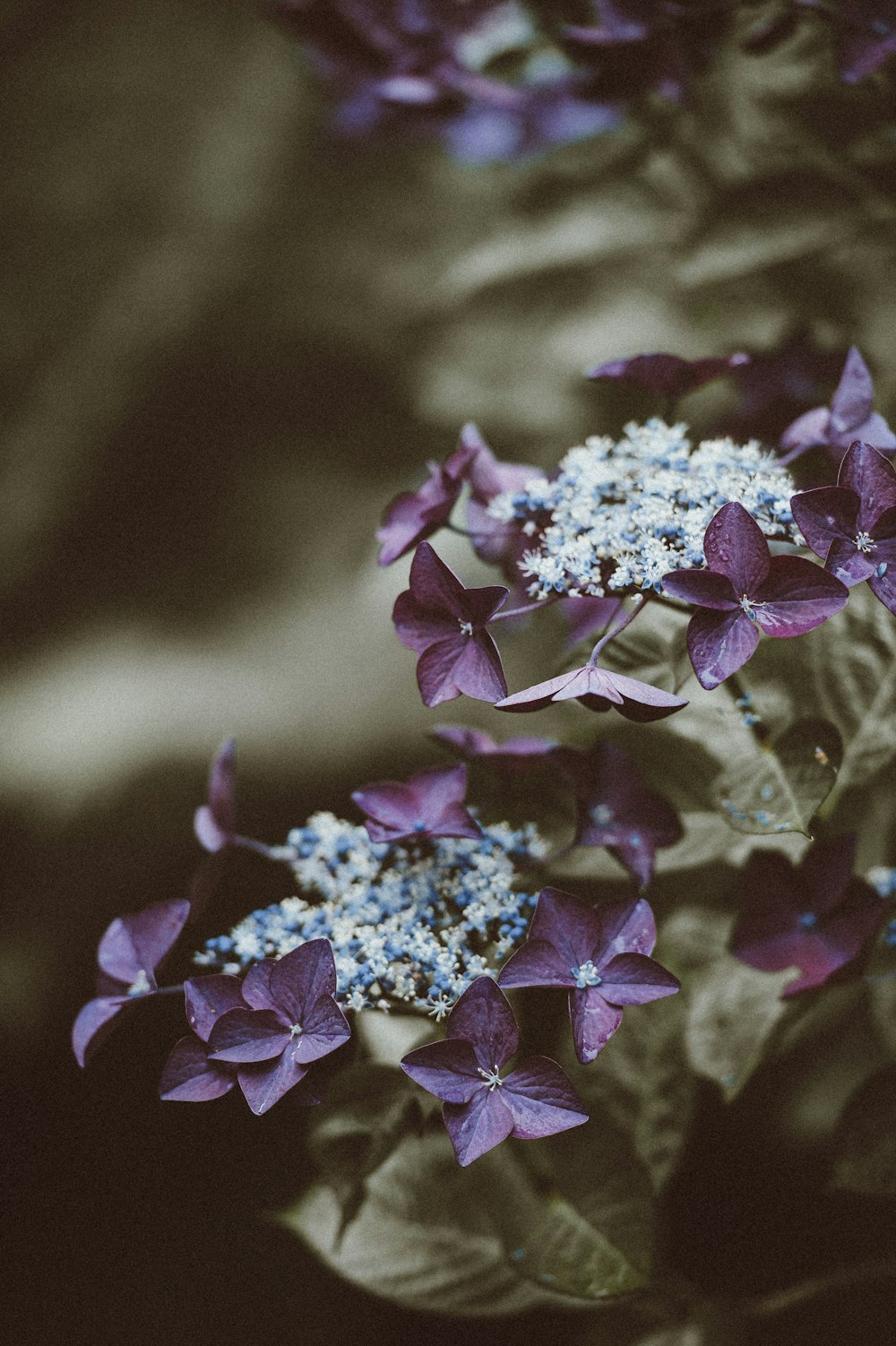 macro photography of white flowers