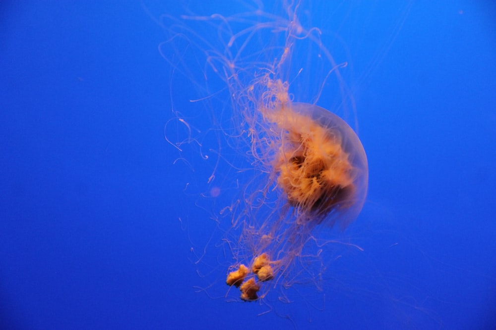 Medusas marrones flotando en el agua azul del océano