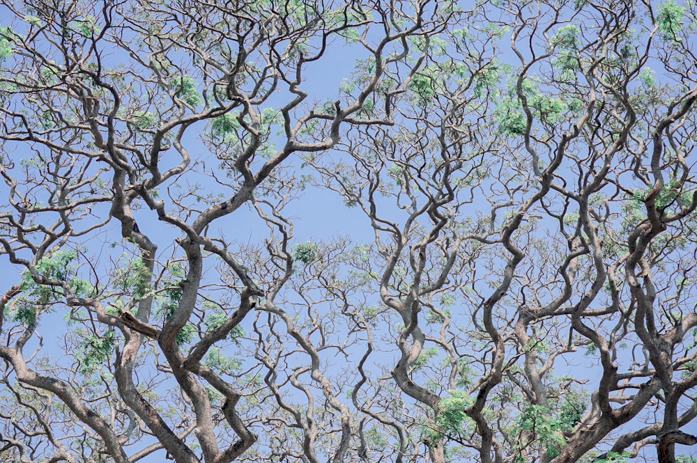 green tree under blue sky during daytime