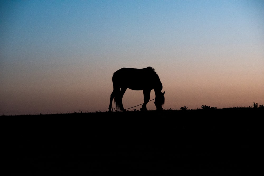 silhouette of horse eating grass