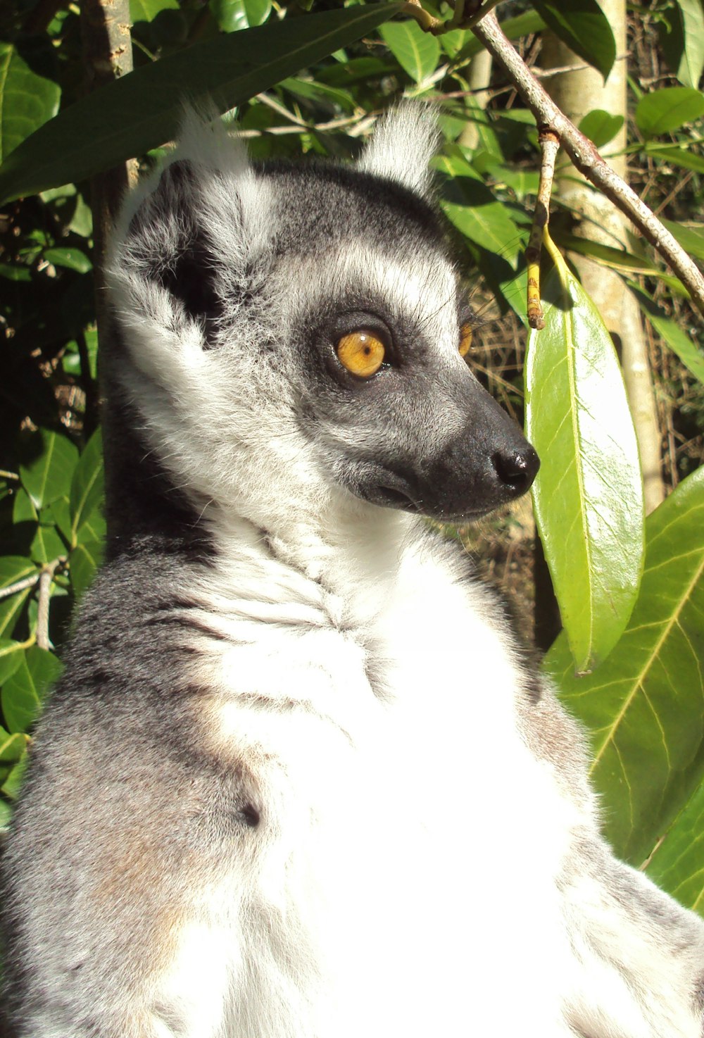 white and black Lemur