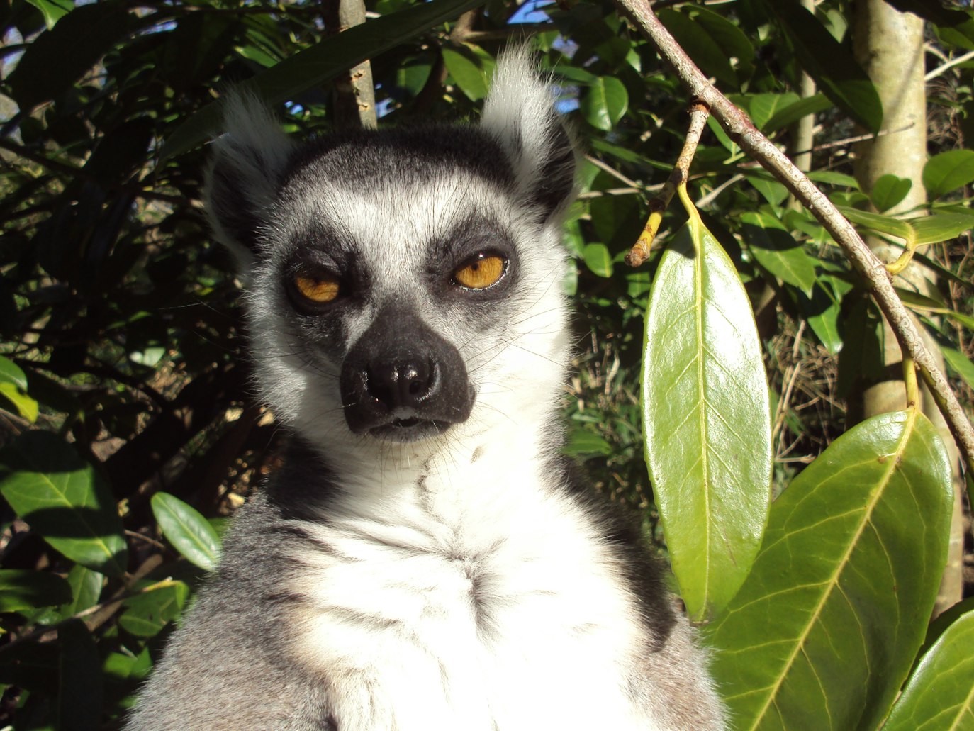 Sassy lemur