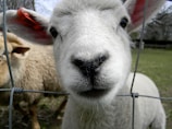 A close-up of a white lamb's face with a pink tag on its ear, peering through a metal fence. Another sheep with beige wool is seen in the background. The scene appears to be set in an outdoor, grassy area with some trees visible.
