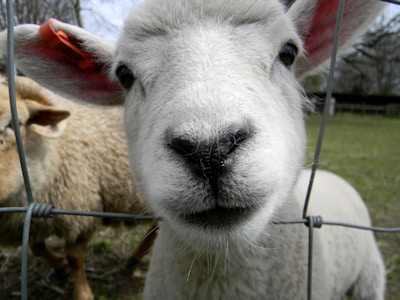 A close-up of a white lamb's face with a pink tag on its ear, peering through a metal fence. Another sheep with beige wool is seen in the background. The scene appears to be set in an outdoor, grassy area with some trees visible.