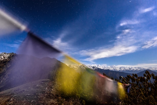 buntings near trees in Langtang National Park Nepal