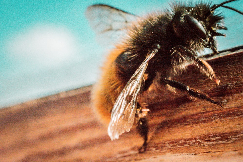 abeja negra y marrón sobre madera marrón