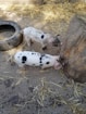 two white-and-black piglets in front of wood log