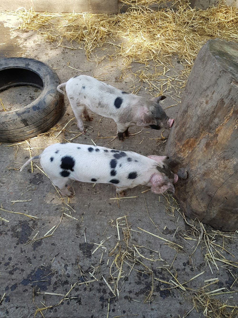 zwei weiß-schwarze Ferkel vor Holzscheiten