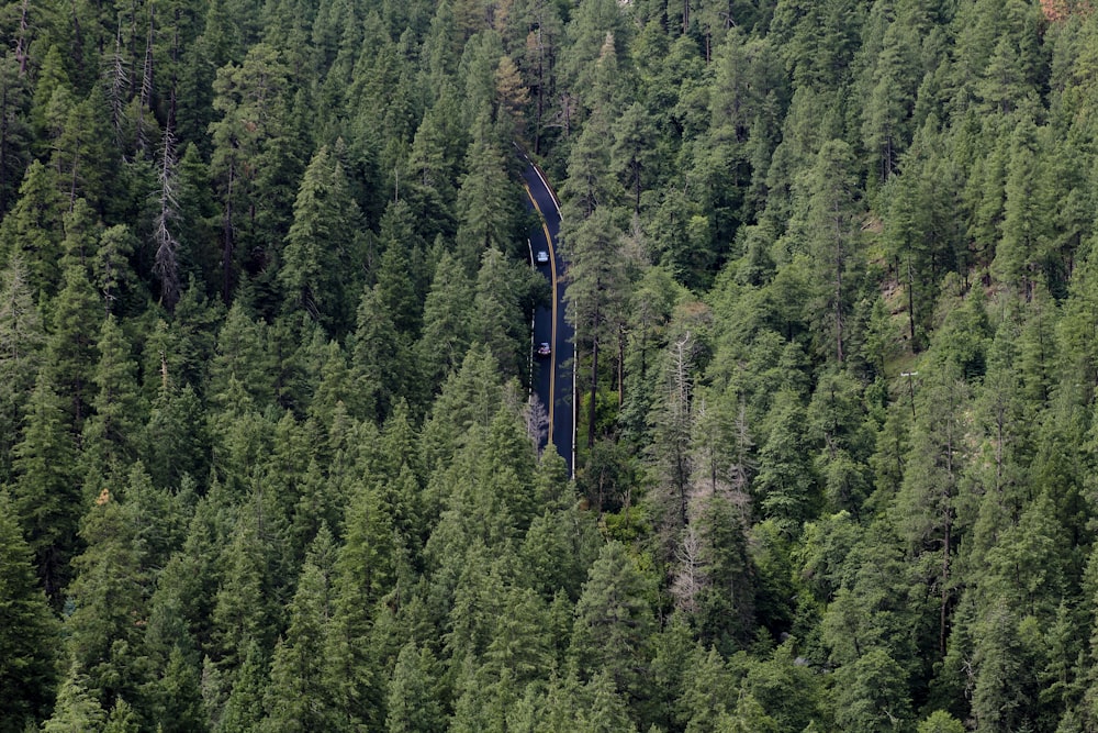 Vista aérea da floresta com trilho de trem durante o dia