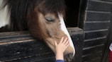 A horse with a dark mane and white stripe on its face stands in a wooden stable, while a small hand gently strokes its nose.