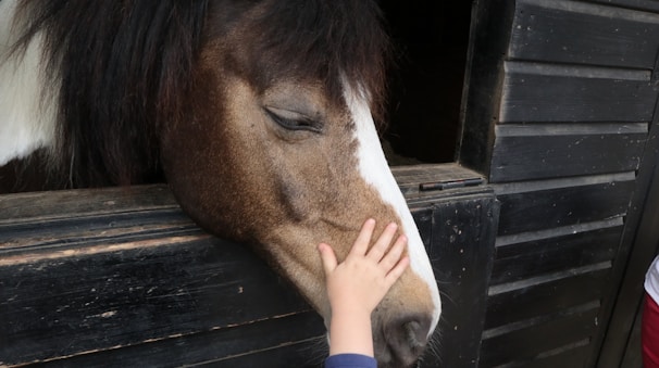 A horse with a dark mane and white stripe on its face stands in a wooden stable, while a small hand gently strokes its nose.