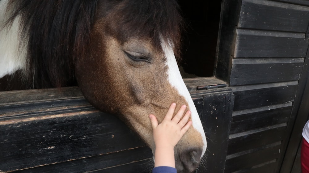 persona tocando la cabeza de caballo marrón