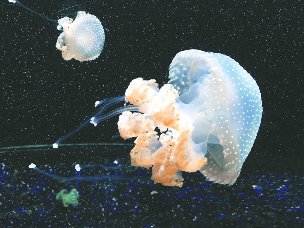 closeup photo of white jellyfish