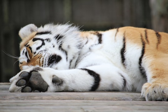 tiger laying on brown surface in Paradise Wildlife Park United Kingdom