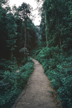 forest and path