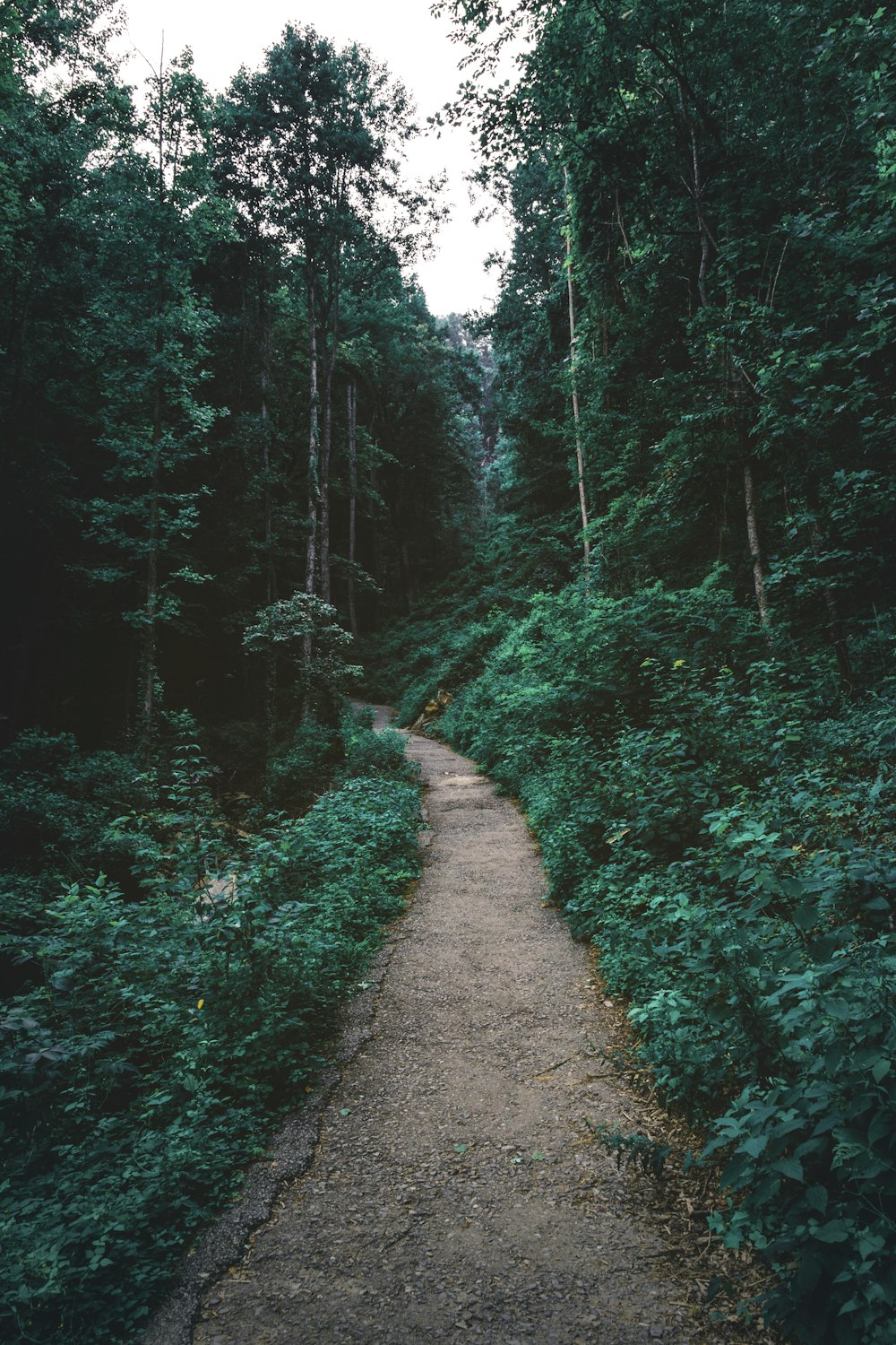 forest and path