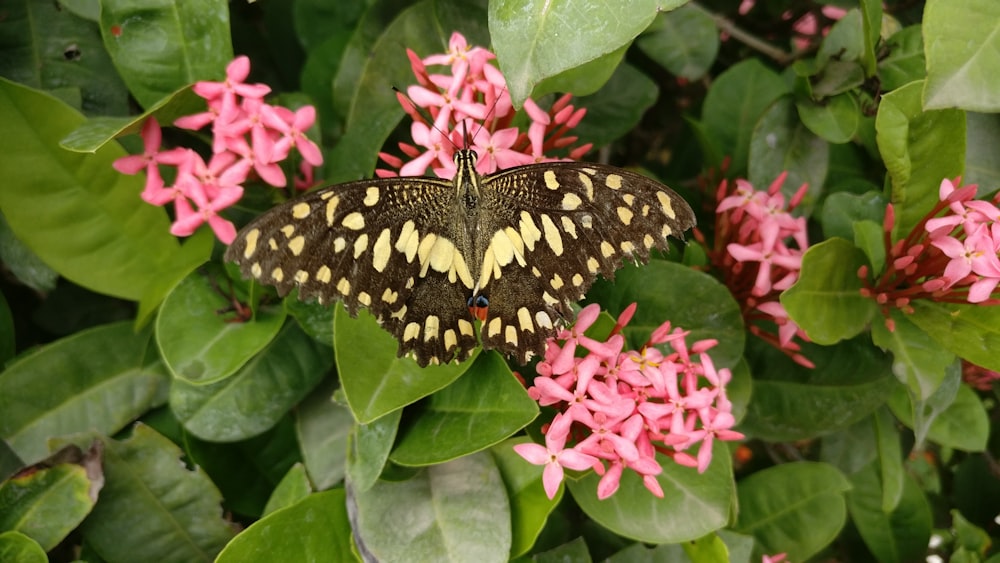 brown moth on pink flowers