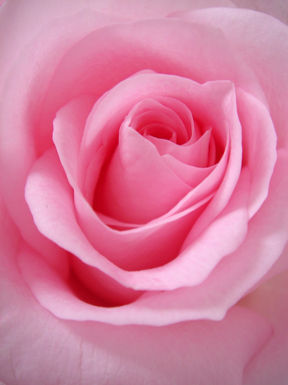 Nahaufnahme der rosa Rose