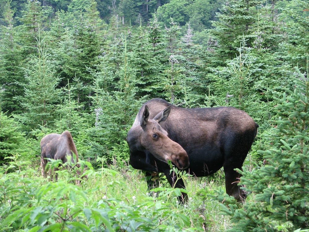 two animal standing on grass