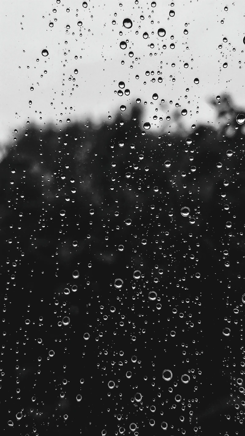 Rain on leaves