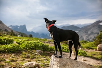 black dog with red collared standing on gray stone during cloudy day