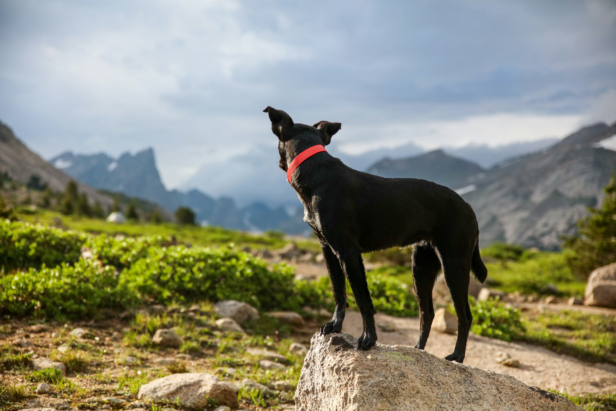 best collar for rottweiler