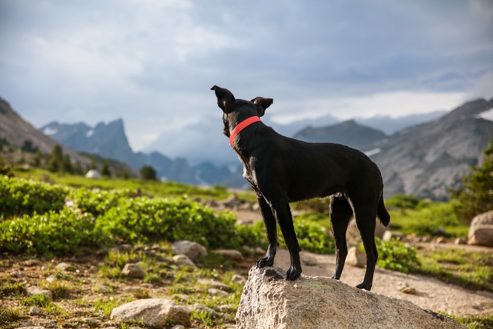 曇りの日に灰色の石の上に立つ赤い襟の黒い犬