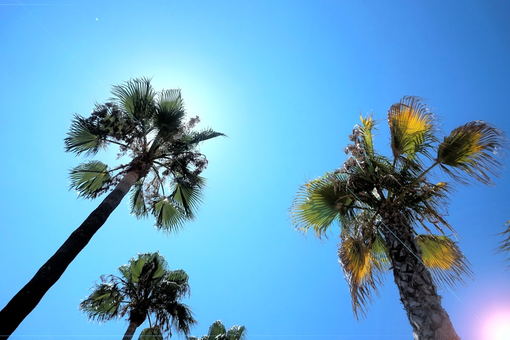 Fotografia di Worm's Eye-View di palme da cocco