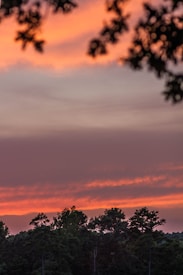 The image features a vibrant sunset with orange and pink hues blending into the clouds in the sky. Silhouettes of trees create a dark foreground, adding contrast to the colorful sky. The scene is framed by blurred leaves at the top, enhancing the natural setting.