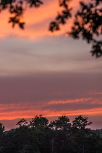 Golden Forest Reflections