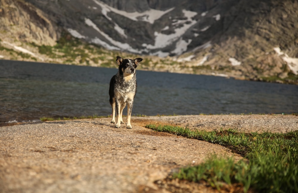 dog on road