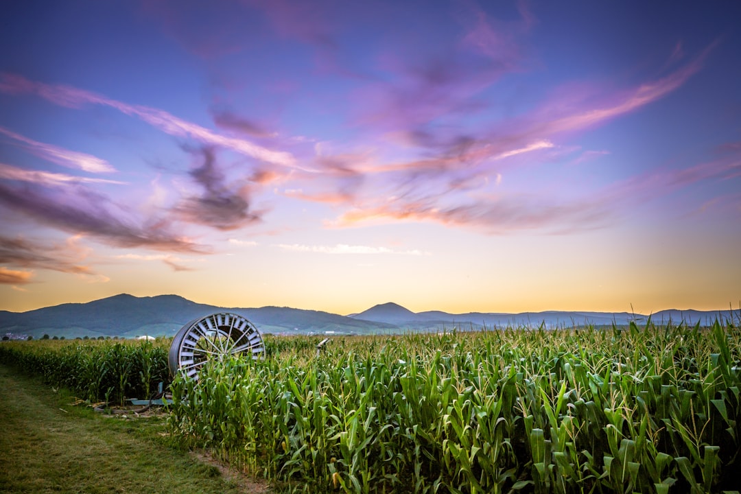 green corn field under blue and orange skies