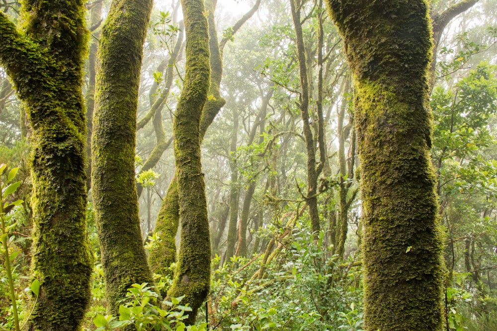 trees surrounded by moss during daytime