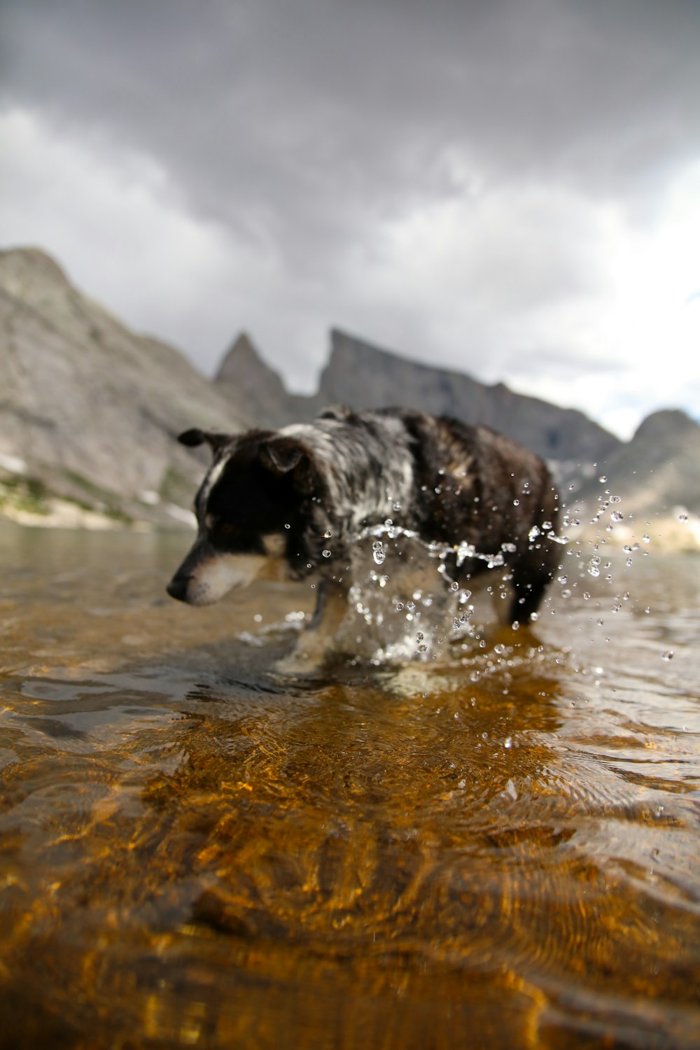 a dog is wading in the shallow water