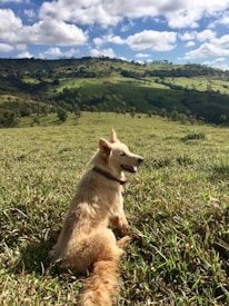 A fluffy, light-colored dog is sitting on a lush, green hillside. The background features rolling hills and scattered trees under a partly cloudy sky, creating a serene, pastoral scene.