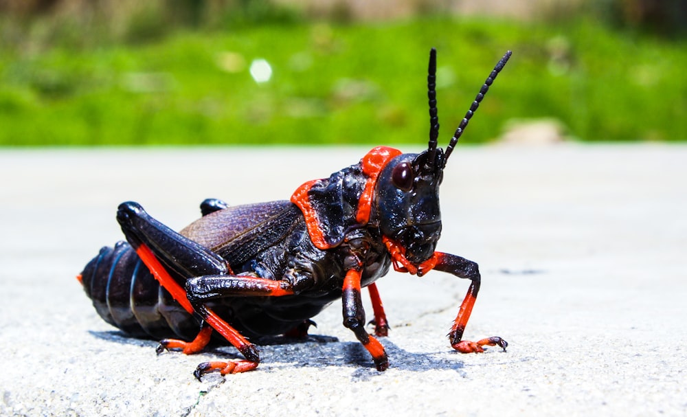tilt-shift photography of black and red grasshopper