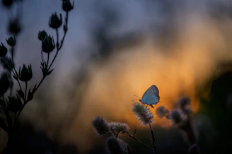 A surreal butterfly hovering over a field of wildflowers under a golden sunset.