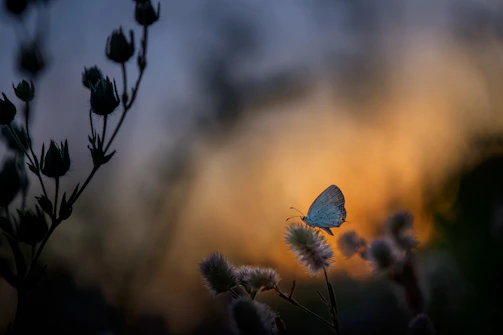 A surreal butterfly hovering over a field of wildflowers under a golden sunset.