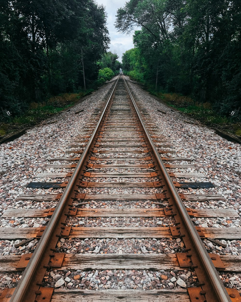 railroad surrounded by trees at daytime